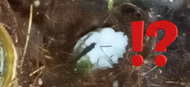 Sicksna1l's tweet image. 1 and a hall year ago I Got 1 snail wich I named cacachis he big already, 1 year ago Second snail size of booger and now days booger snail big and matur and now THEY LAID EGGS!! IN THEIR TERRARIUM AND THEY ARE PARENT AND I GRAMMER!??