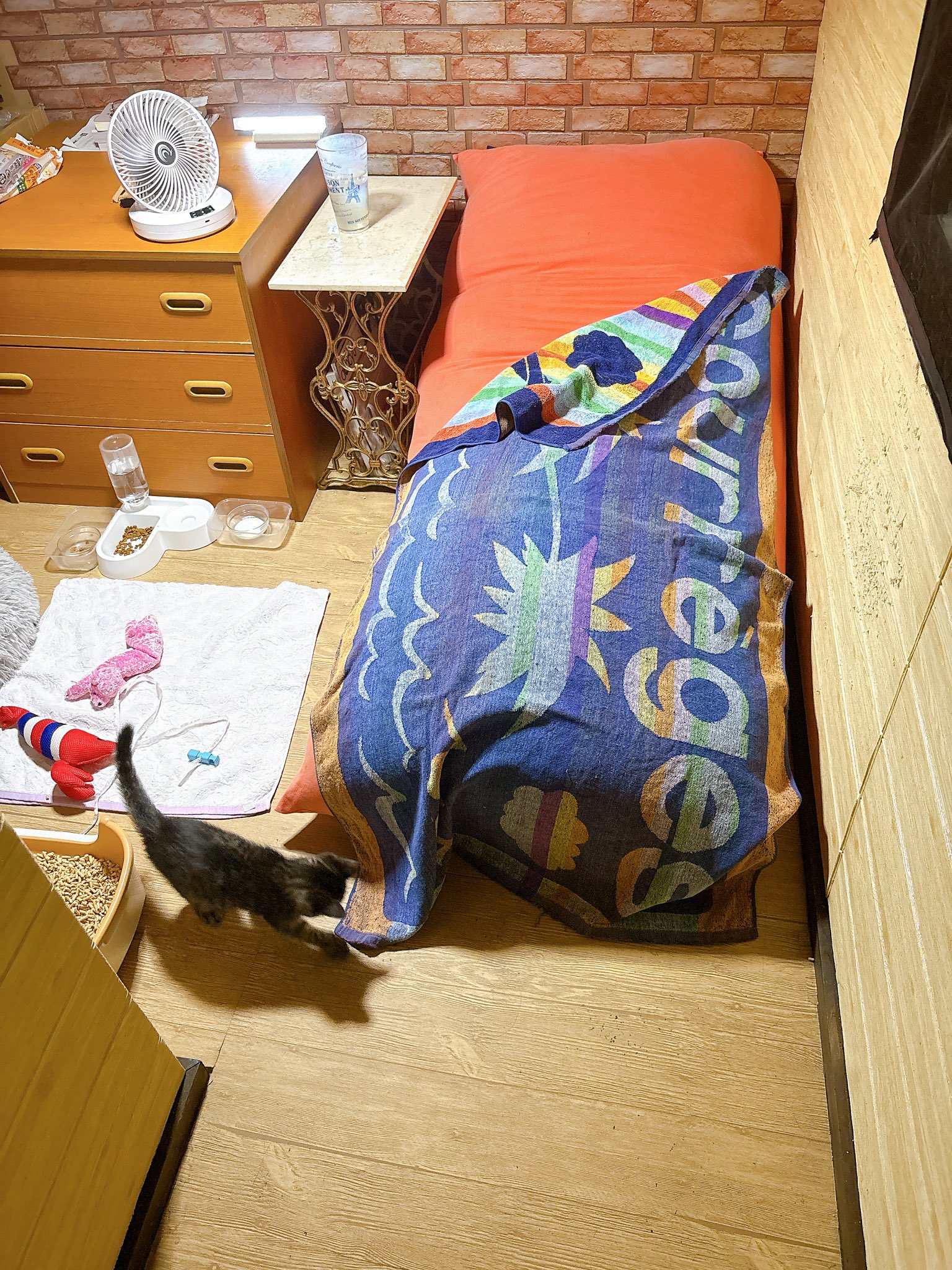 けい様　取り置き中　三毛猫ドラマー　流れ星流れるクローバー畑　Bathroom The cat was so cute, grumbling and complaining about being