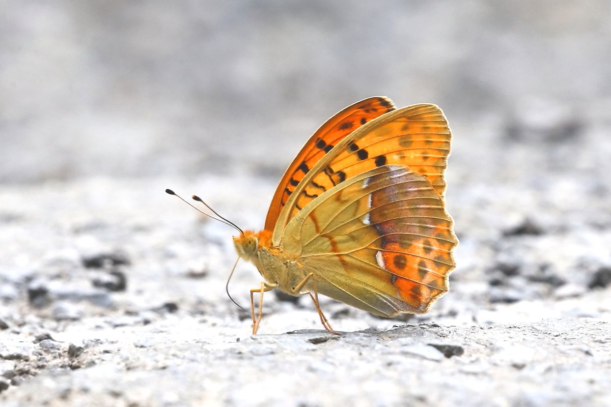 Good morning and welcome to a new week!

Our featured tour this week is Pallas's Fritillary &amp; Summer Butterflies of Hungary. This tour was oversubscribed in 2025, and no wonder - it's been superb so far, with some fabulous #butterflies enjoyed. (1/2)

mariposanature.com/tours/butterfl…