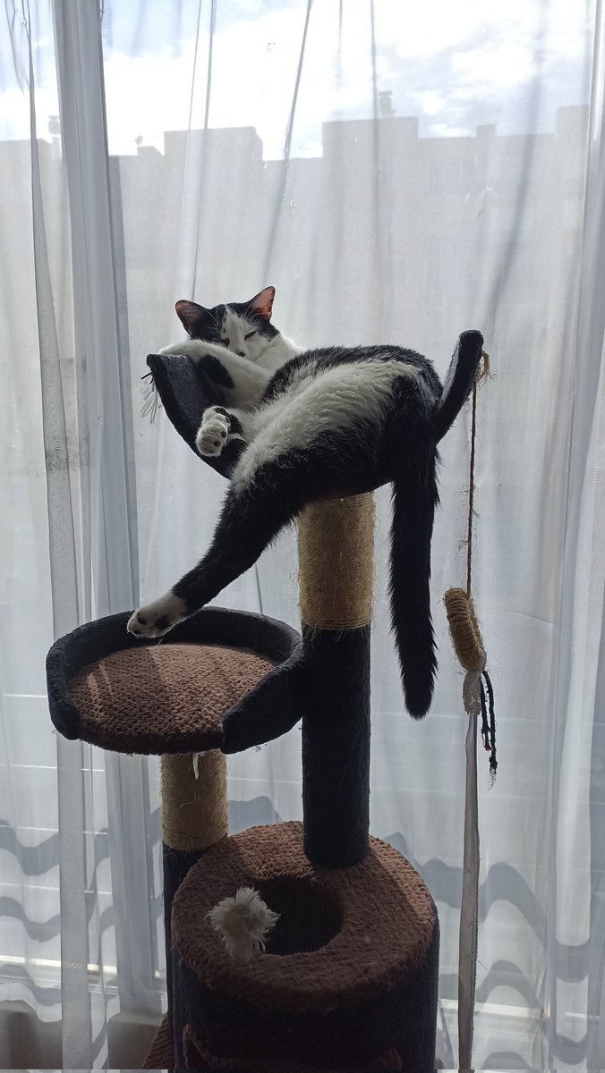 ﾉ刀ズ tweet media