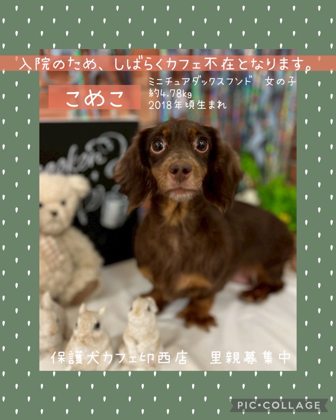 ミニコレダックス店長のコーヒー屋さん8種類のうち①欠品