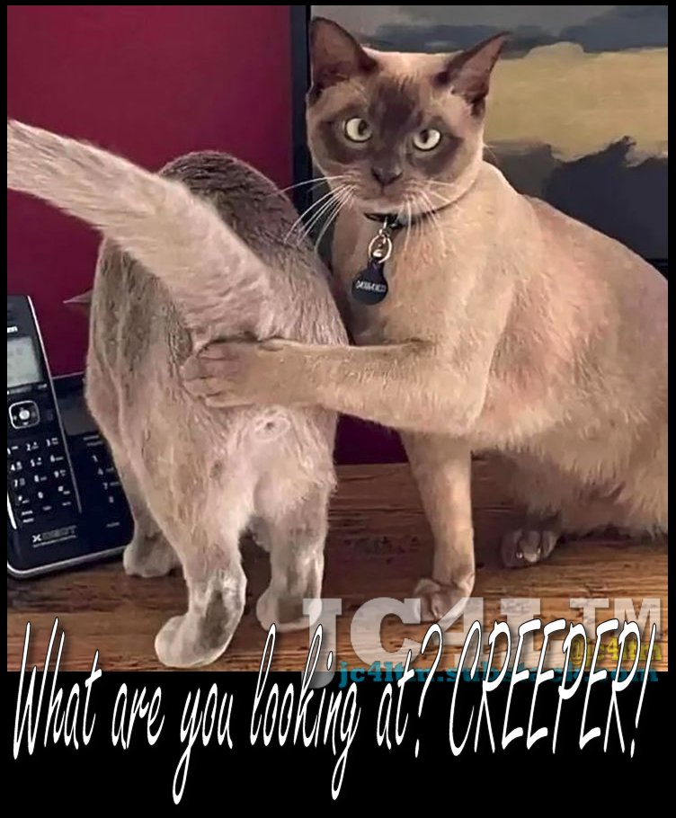 JC4Ltm's tweet image. Well, I have been too political or opinionated lately, so it is time for a sweet and adorable cat meme without any hidden messages. Have whatever kind of day you want!