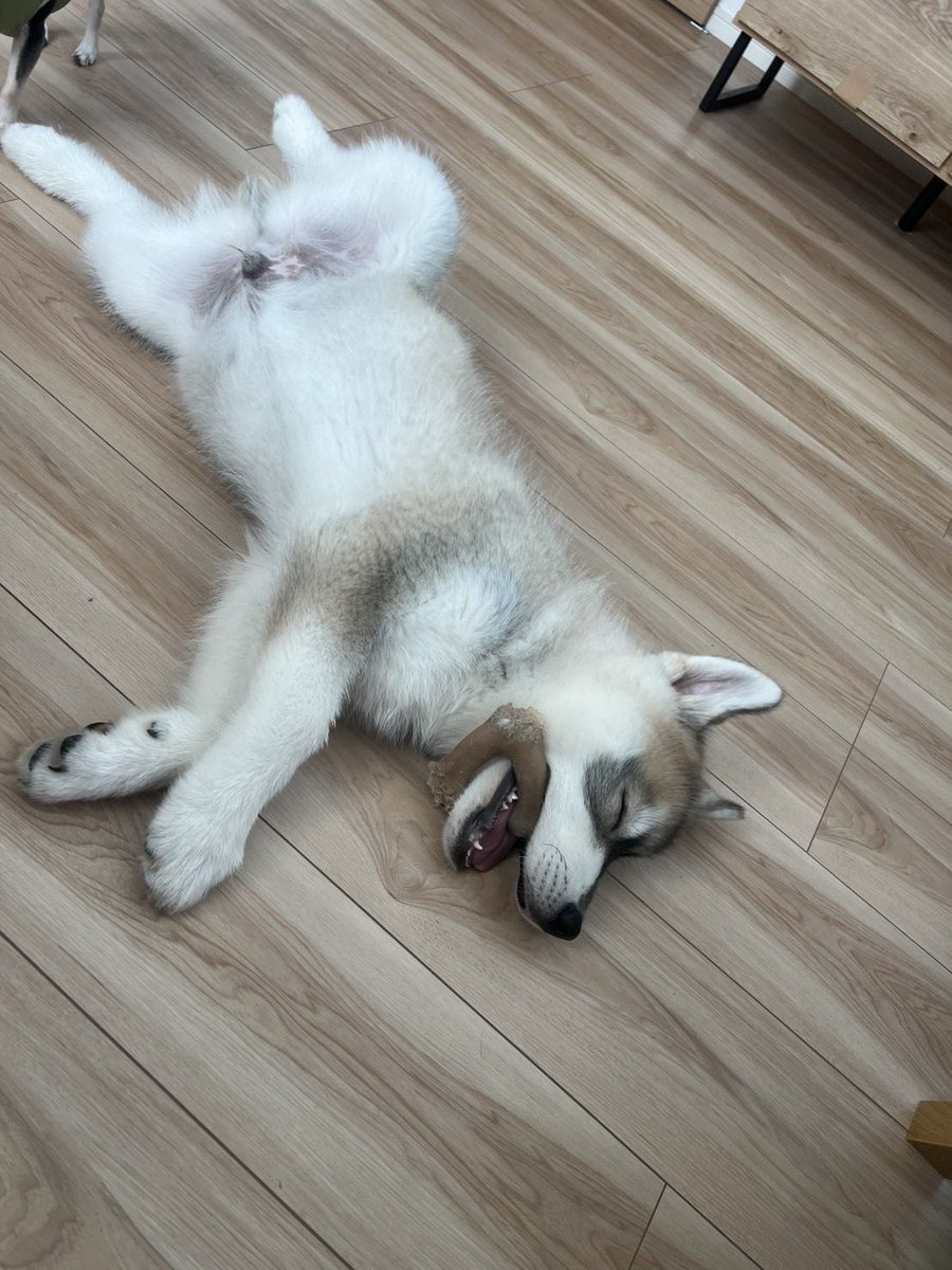 samosky_shirasu's tweet image. 寝落ち2