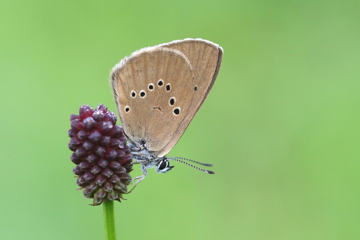The range of species possible is extensive. Pallas's Fritillary, potentially FOUR species of Phengaris large blue, and other eastern specialities like Assman's Fritillary &amp; Lesser Clouded Yellow. 

Like ALL our butterfly tours, this generates a donation to <a href="/europebutterfly/">BC Europe</a>. (2/2)