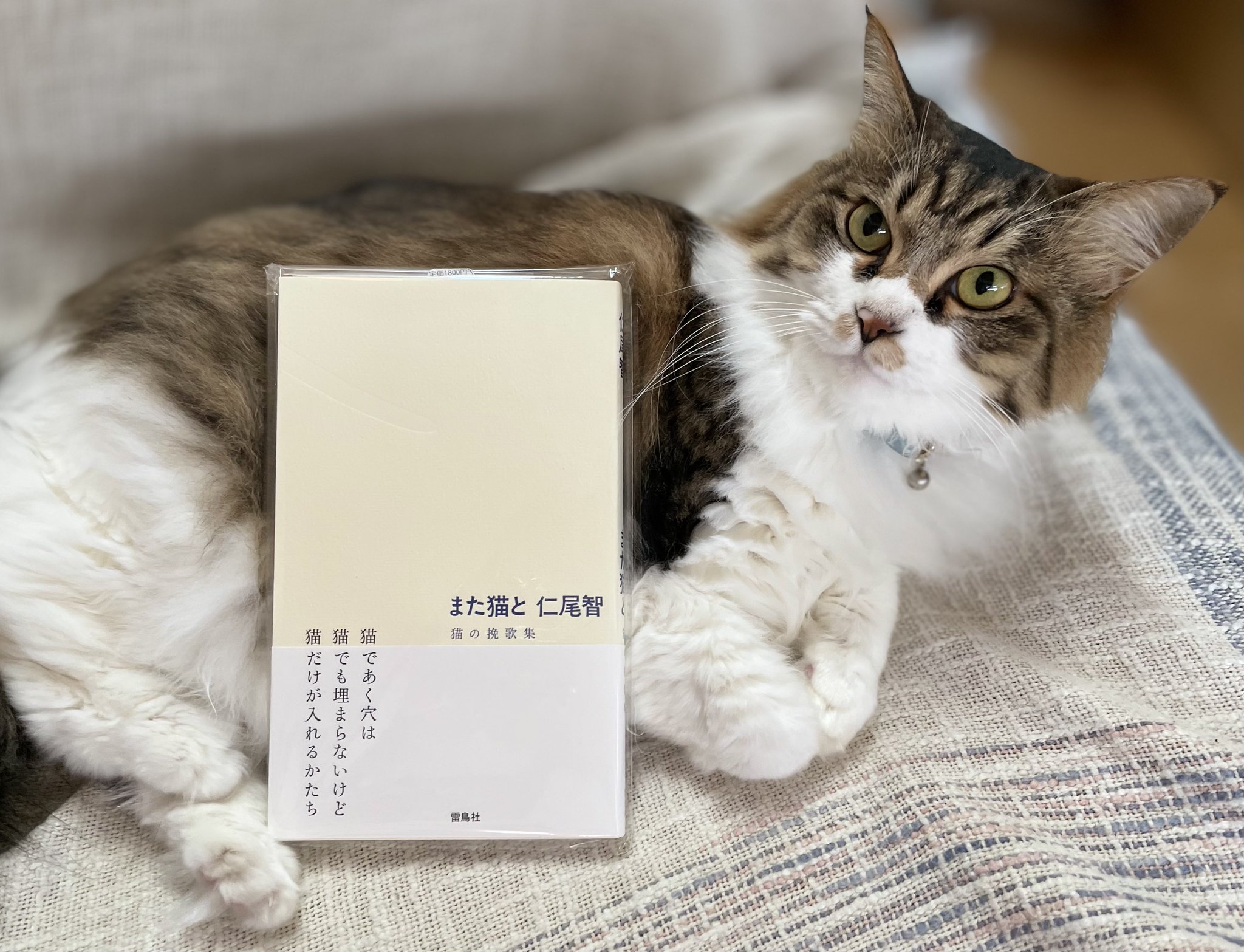 猫Love様　リクエストのお品専用です。 キャッツミャウブックス® on X: 