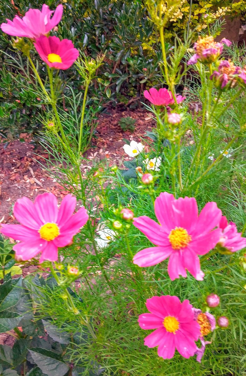 stevep1407's tweet image. Good morning, have a great week.

#MagentaMonday #flowers