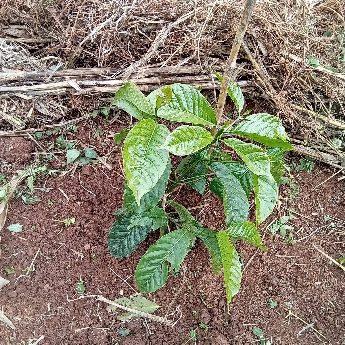 ByarugabaRemi's tweet image. We specialize in coffee farm establishment & rehabilitation — from selecting the right varieties, soil testing, planting, pruning, to organic practices. Let's turn your land into a thriving, sustainable coffee farm!
#CoffeeFarming #Agroecology #SustainableFarming