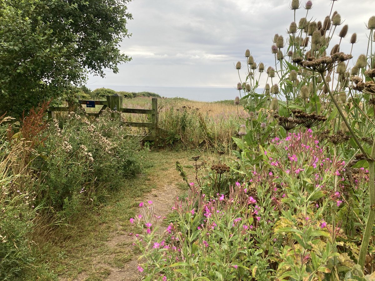doristhehat's tweet image. Good morning everyone wishing you a happy week ahead 馃榾this weekend鈥檚 wet though wonderful walking towards Bempton Cliffs. So thrilled to see Puffins and baby Gannets 馃挌