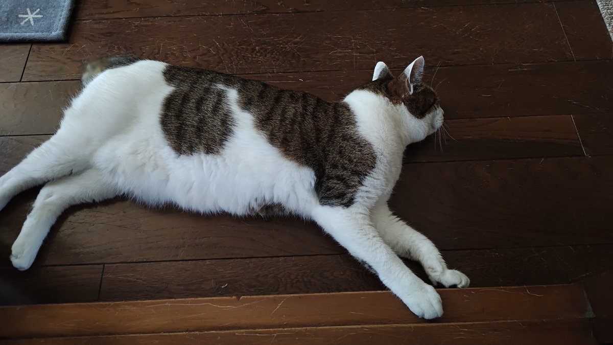ultrachef666's tweet image. 実家のネコチャンず
暑すぎてこのグダりっぷり