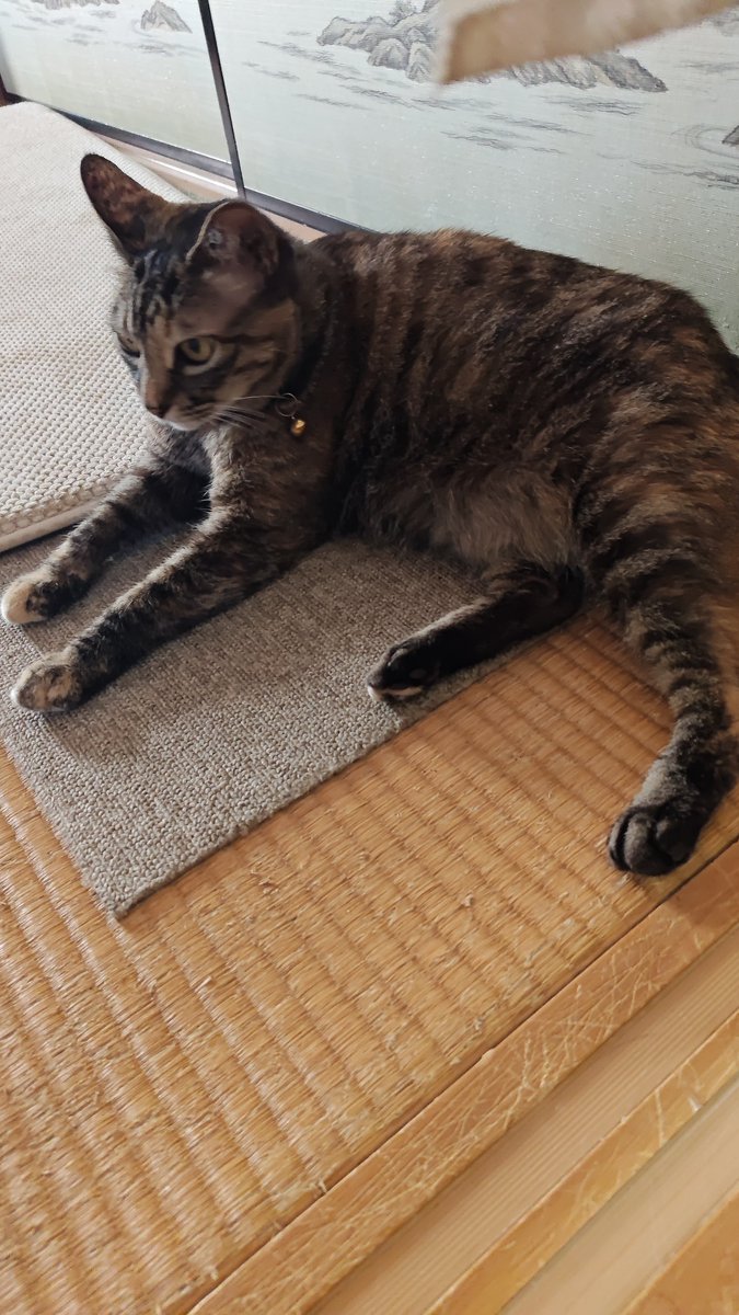 ultrachef666's tweet image. 実家のネコチャンず
暑すぎてこのグダりっぷり