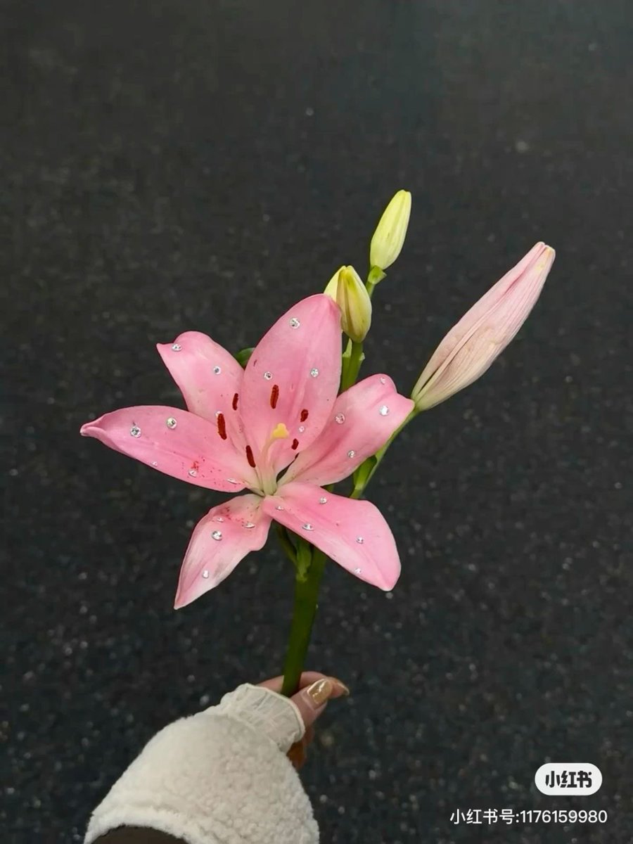 Lilies