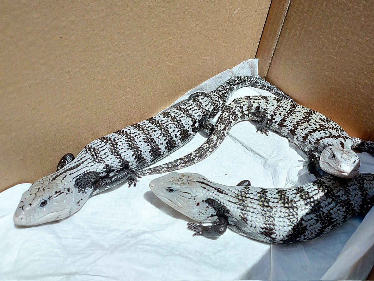 全員の温浴と日光浴、ケージの掃除、餌やり終わったー！
可愛いし楽しいけど時間かかるよね。
やっと製図描けるぞ！
#フトアゴヒゲトカゲ
#ハルマヘラアオジタトカゲ