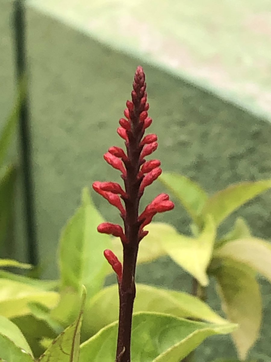 vrundavs's tweet image. #upright ~~~ Always…
#lessonsfromnature 

#MondayVibes #vrupix #Flowers