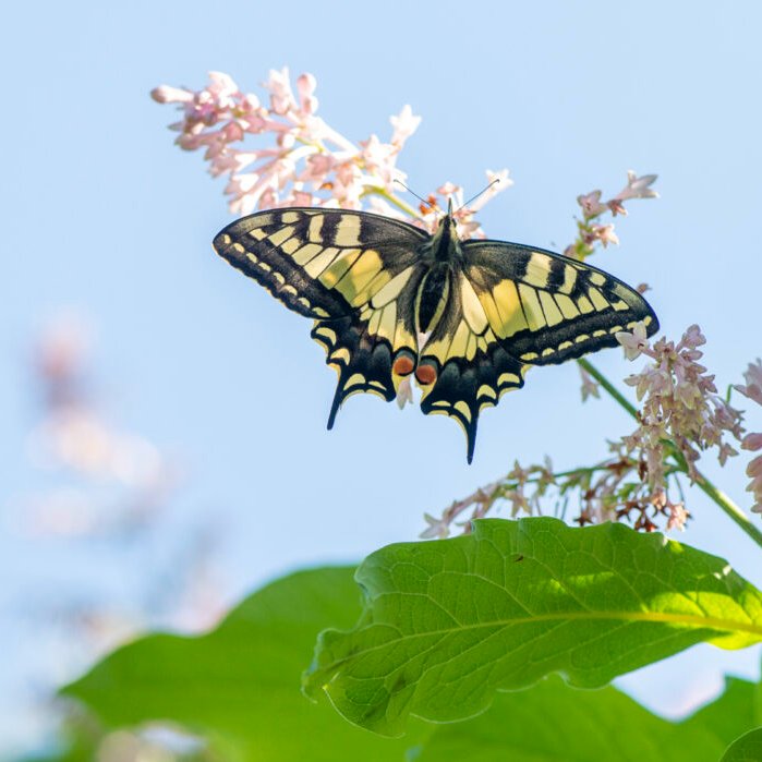 👋⛲️Happy and beautiful #new week #Monday everyone 😊🦋🐞🕊️🌹🌤️Hyvää ja kaunista #uutta viikkoa #maanantaita kaikille 😊🦋🐞🕊️🌹🌤️(Kuikka, Gavia arctica)(Ritariperhonen) by Samuli Haapasalo
