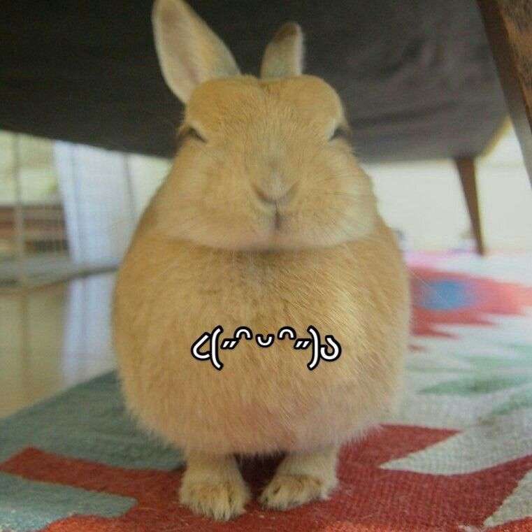 Kessler_Lair's tweet image. I may be the luckiest guy ever...
TONIGHT I ATE CEREAL.
BUNNY. SHAPED. CEREAL.
IM SO HAPPY TO BE ALIVE
