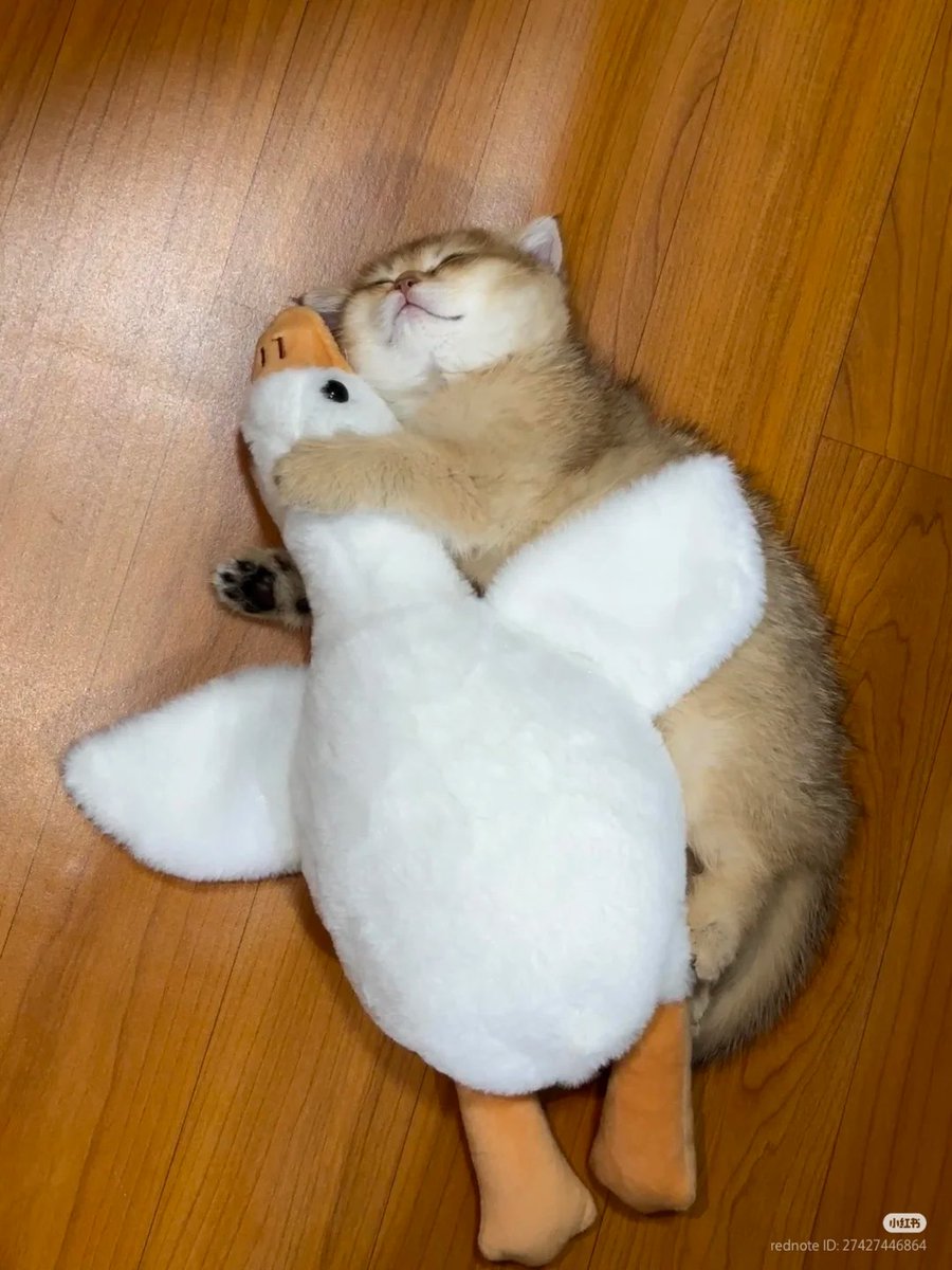 nocontextscats's tweet photo. 😴 https://t.co/P8hACzVsqb