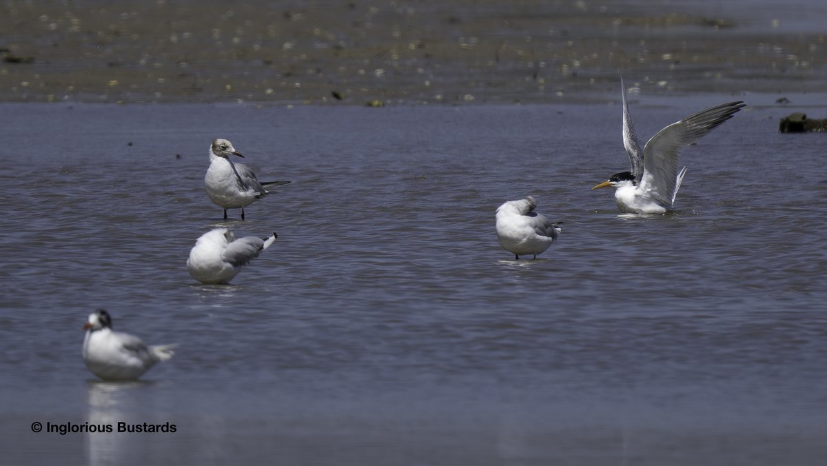We started our day with guests from <a href="/naturetrektours/">Naturetrek</a>  yesterday among the vibrant Griffon #Vulture colony and here we were delighted to find the ultra rare adult 𝐑𝐮̈𝐩𝐩𝐞𝐥𝐥´𝐬 𝐕𝐮𝐥𝐭𝐮𝐫𝐞 leaving the roost with 2 Egyptian Vultures and squadrons of Griffon #Vultures just
