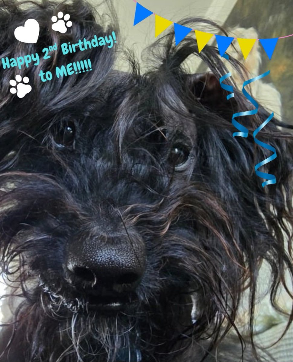 It's me 2nd Burfday!!!! 
The-Mummy-Type promises to be better as she's been slack with me socials (pfft!😏) 
Love to all me pals out there! XX🐾🩷🎂🍰🎉🎁