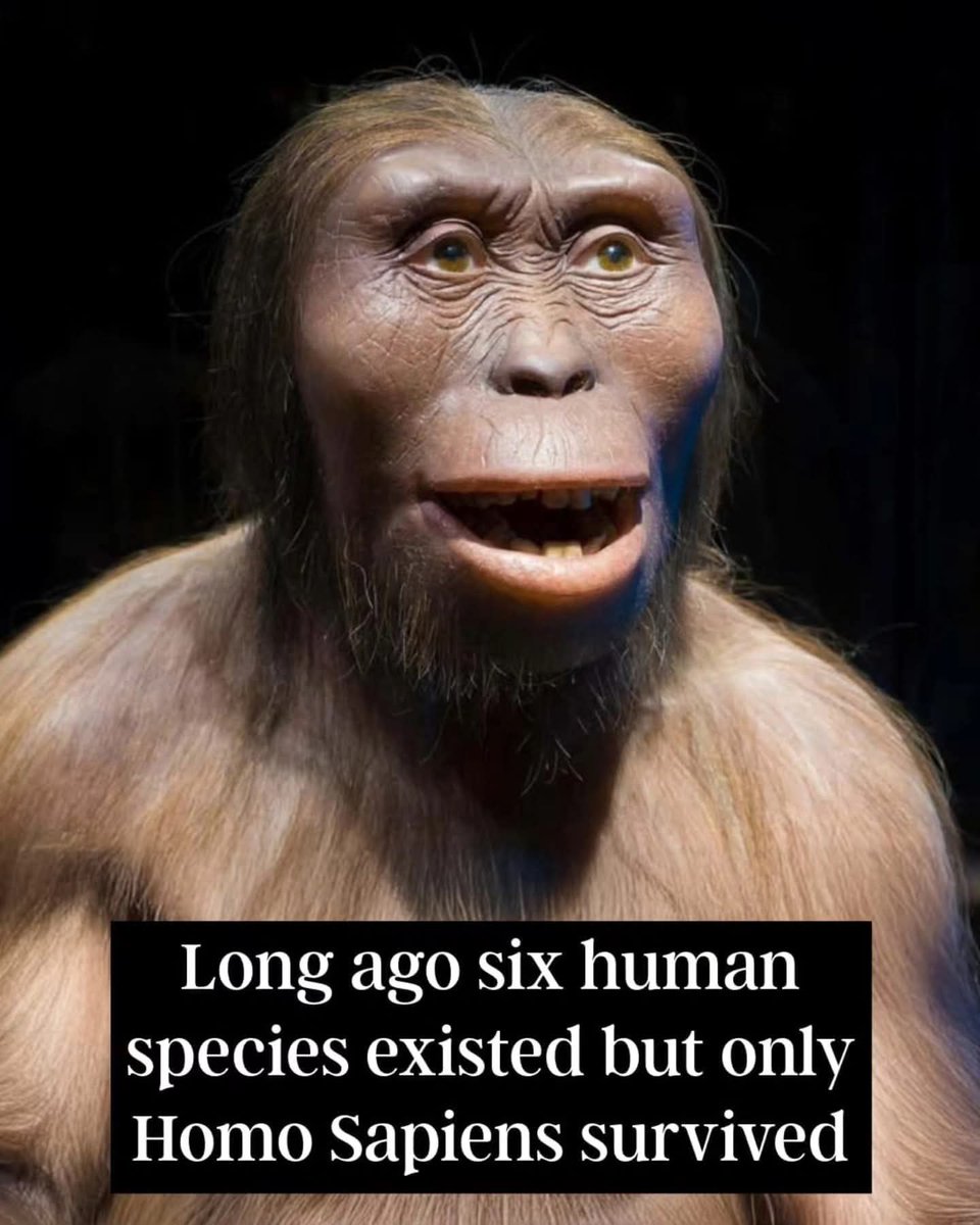Sciencepostcard's tweet image. Around 300,000 years ago, multiple human species coexisted, but now, only "Homo sapiens" remains. These species included "Homo neanderthalensis" (Neanderthals), "Homo erectus", "Homo heidelbergensis", "Homo denisova" (Denisovans), "Homo floresiensis", and early "Homo sapiens".
