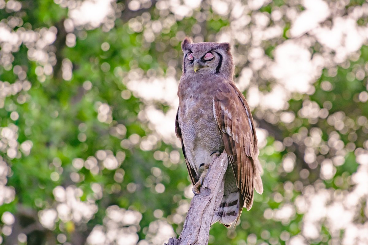 bownaankamal's tweet image. Verreaux's eagle-owls often roost in the same tree for several days, typically selecting large, shady branches well-camouflaged from potential threats. These powerful nocturnal predators spend most of the day sleeping upright, often with their feathers fluffed and eyes…