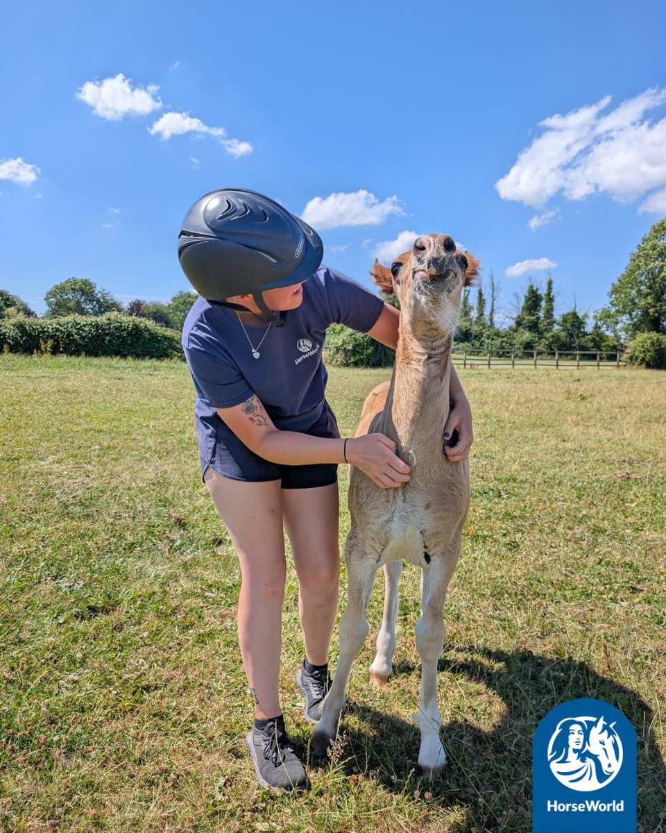 HorseWorldTrust's tweet photo. When the scratches are just SO good you turn into Sid the sloth🤣🦥
#SidTheSloth #IceAge #Scratches #CuteFoal #HorseRescue #HorseRescueCharity #FunnyHorsePics #Twinning #HorseLovers #RescueHorses https://t.co/tphzFABLwl