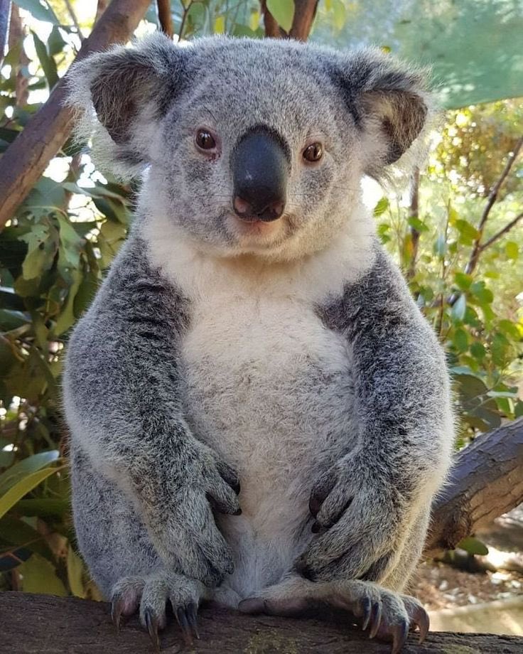 pickleds0ck's tweet image. my spirit animal is a