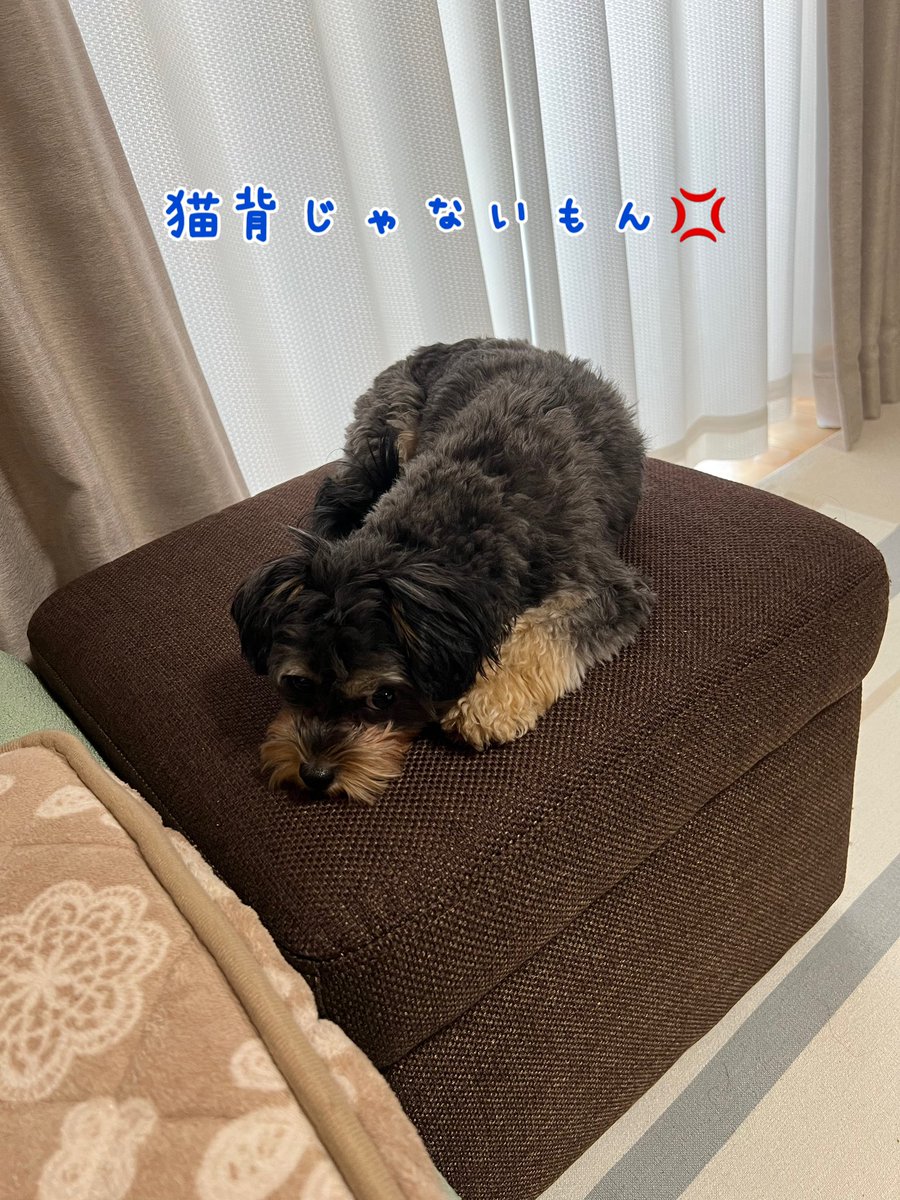 まめこって猫背だよねぇ？😶ﾎﾞｿｯ…

あ🫢💦ごめんて💦

#チワプー #ミックス犬 #犬のいる暮らし #犬好きさんとつながりたい #犬がいる幸せ
