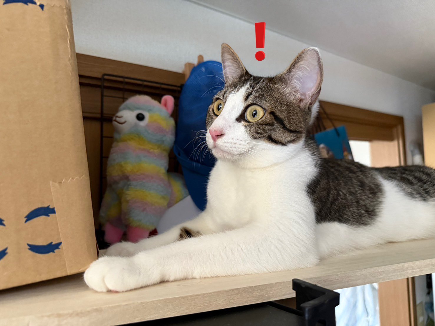 チビ猫❣ リクエスト 2点 まとめ商品 Susan Woo | 🎽 あなた専用のオーダーメイドペット刺繍