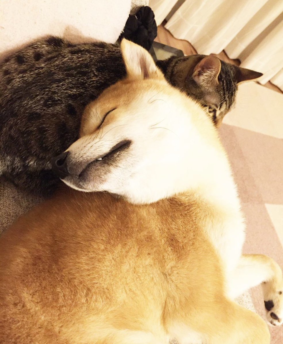 yuandtoro's tweet photo. #気持ち良さそうに寝る犬選手権 https://t.co/brvxtL5634