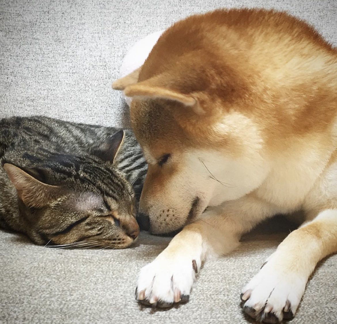 yuandtoro's tweet photo. #気持ち良さそうに寝る犬選手権 https://t.co/brvxtL5634