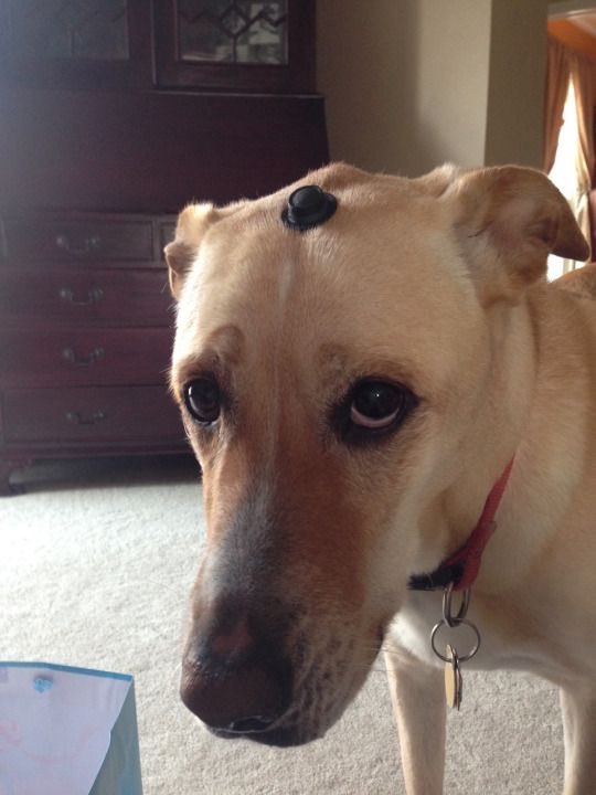 twaniimals's tweet photo. https://t.co/HG8klhl6t1