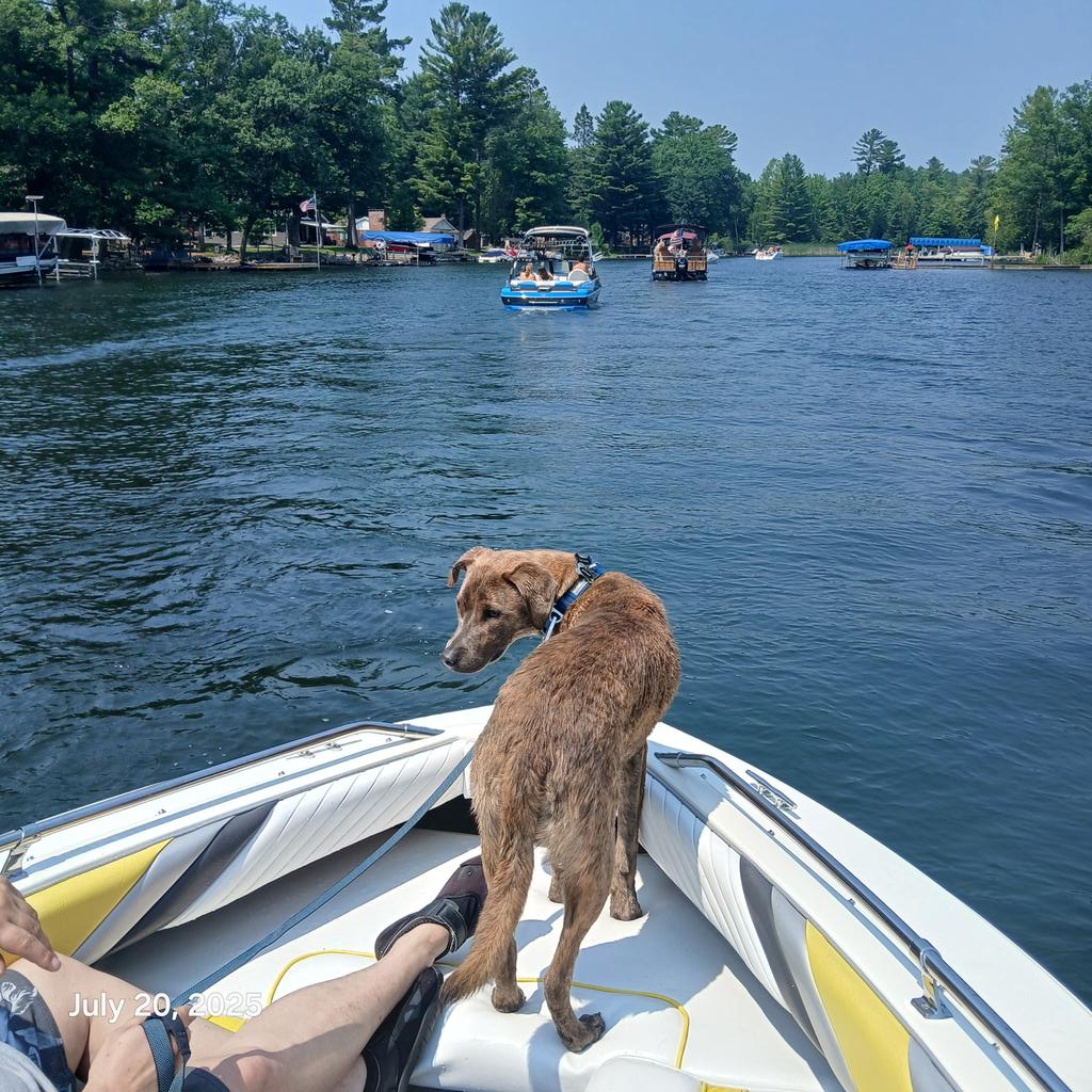 Muzakusa79's tweet image. Boat day in beautiful Torch lake Michigan! Waylon&apos;s first time! This is Torch river heading into the lake.