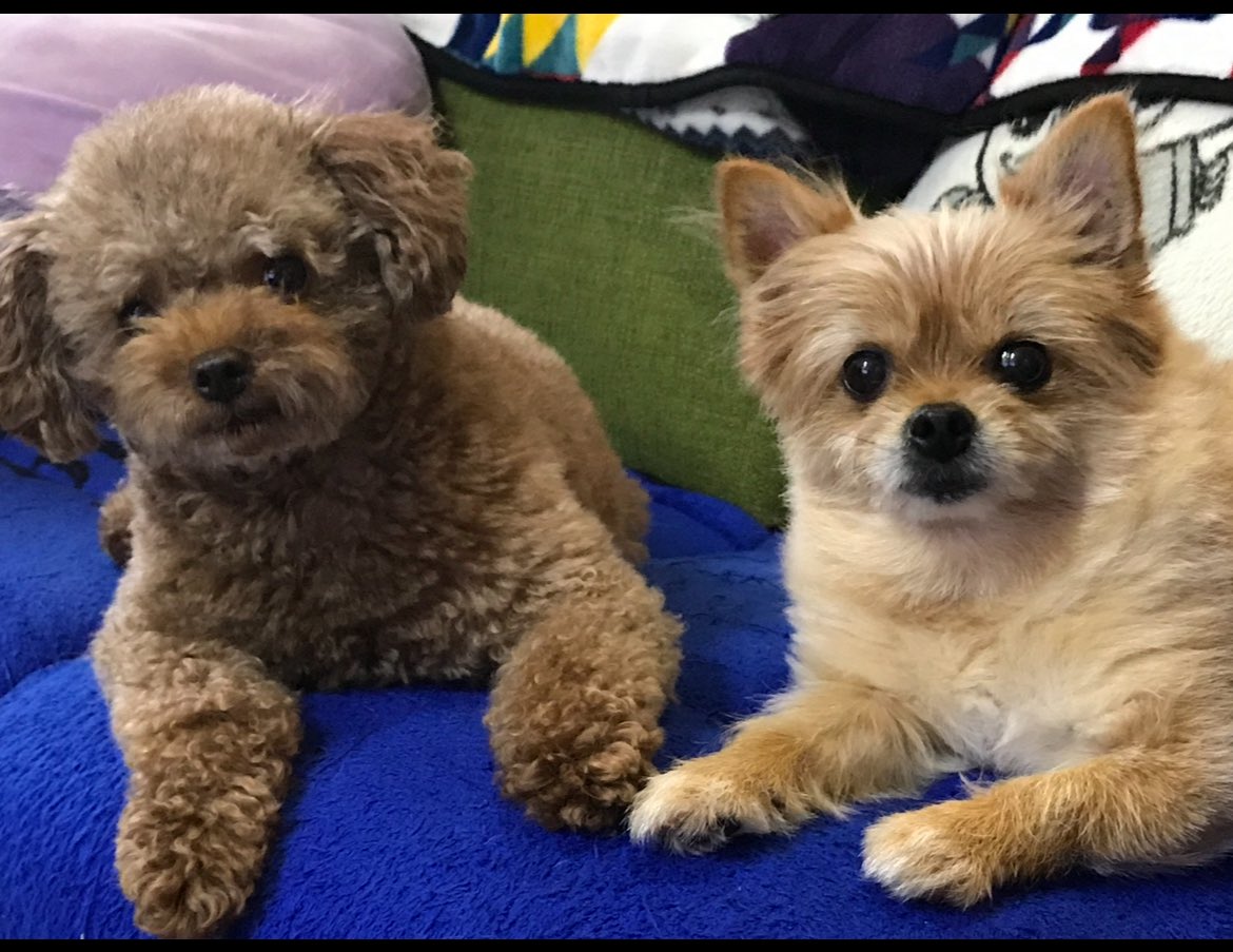 wanko_love1010's tweet image. 今日は「来夢」の22回目の月命日🌈
この写真は8年前の「来夢」と すみれ🐶ᩚ🐶ᩚ💕
仲良しの2人だったなぁ🥺💧
一緒に居る事が多かったね🥹
すみれが家族になった時「来夢」がお世話してくれてたもんね🥹
#月命日 #来夢 #ずーっと一緒
#今週もよろしく
#チワワ党 #わんこ様