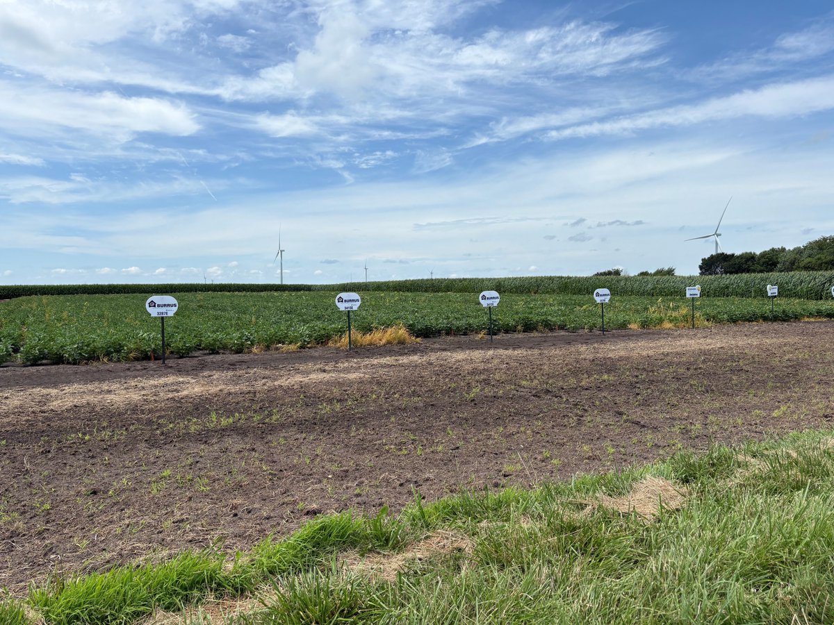 BurrusSeed's tweet image. From #BurrusSeed intern Kiley - &quot;With some grit, elbow grease, and a really sharp corn knife, we transformed this messy test plot into a clean display of Burrus soybean products!&quot;