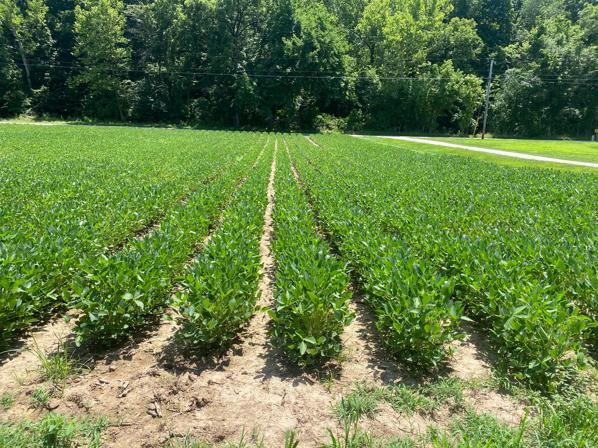 BurrusSeed's tweet image. From #BurrusSeed intern Kyle: &quot;We did lots of plot work at Tim Carmody’s plot. Account Manager, Kirk Jackson brought his son and his neighbor to help!&quot;