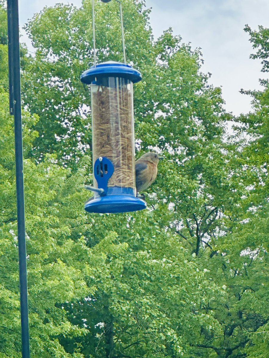 1Travel_Gal's tweet image. Look 👀 what showed up at our house today 🐦 @goblin_josh … Fun 🤩 site to see!