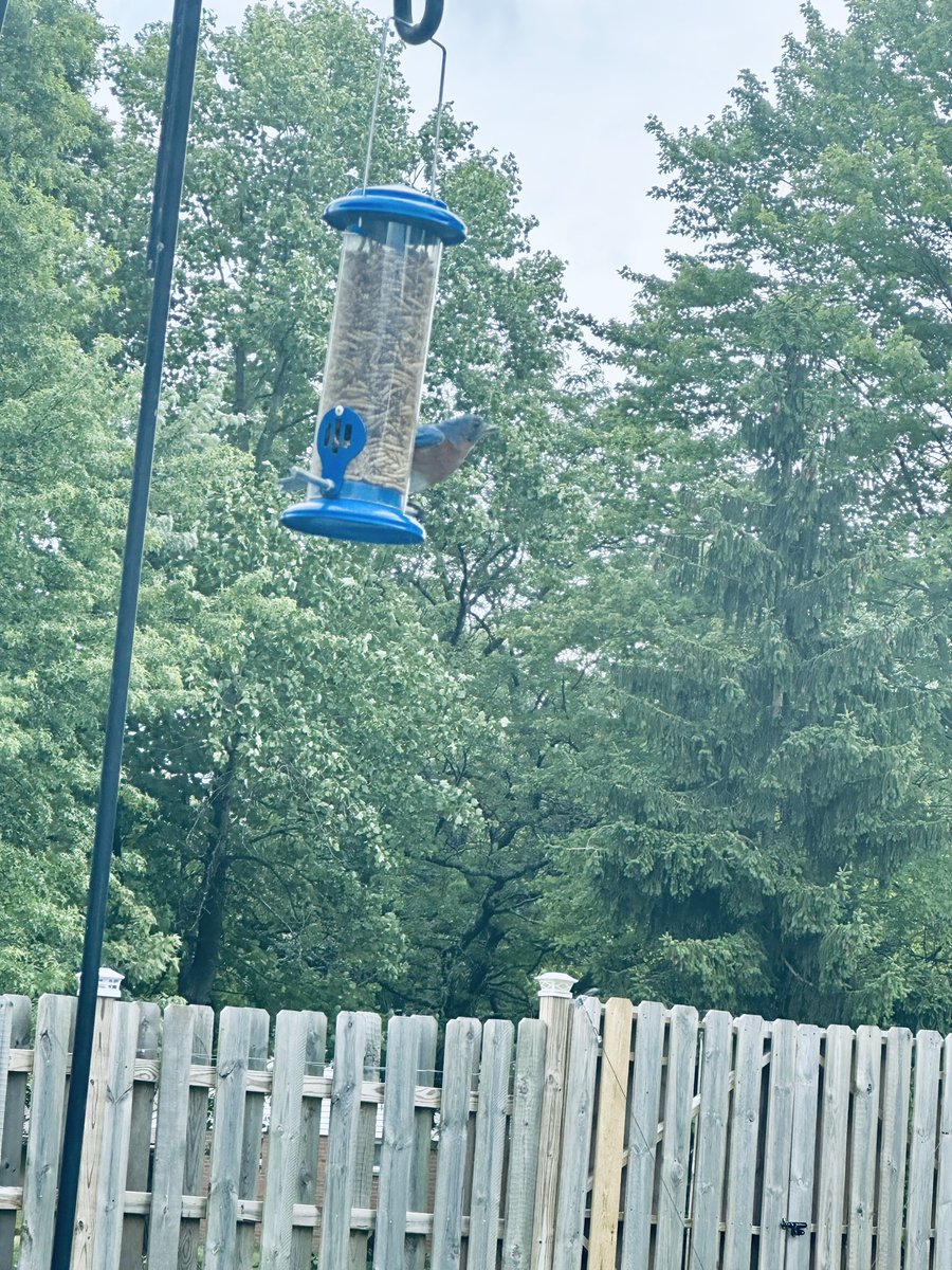 1Travel_Gal's tweet image. Look 👀 what showed up at our house today 🐦 @goblin_josh … Fun 🤩 site to see!