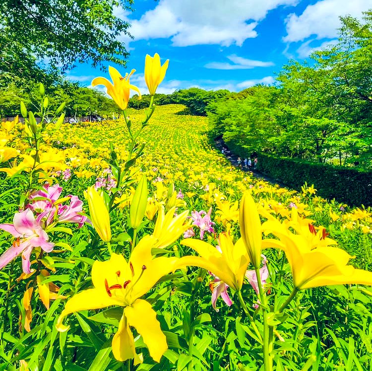 Wishing everyone’s happy new week.
🌸𓂃𓈒𓏸🌈  𓂃𓈒𓏸☁🍀 𓂃𓈒𓏸🌈  𓂃𓈒𓏸🌸🌸𓂃𓈒𓏸🌈  𓂃𓈒𓏸☁🍀 𓂃𓈒𓏸🌈  𓂃𓈒𓏸🌸
kasuiyurinosono, ©️kam_kam_2020,