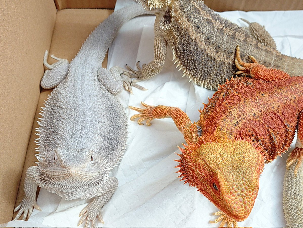 トカゲ干し日和！
昨日の一級施工管理技士の試験は、全体の6割以上はクリアしたけど応用で1点足りず。
2〜3月仕事繁忙期
4月から二級建築士勉強開始
7月6日二級建築士学科合格
7月7日から製図、隙間時間に一級施工管理の勉強ってしてたけどスケジュール的に厳しかったね。
来年こそは！取るぞ！