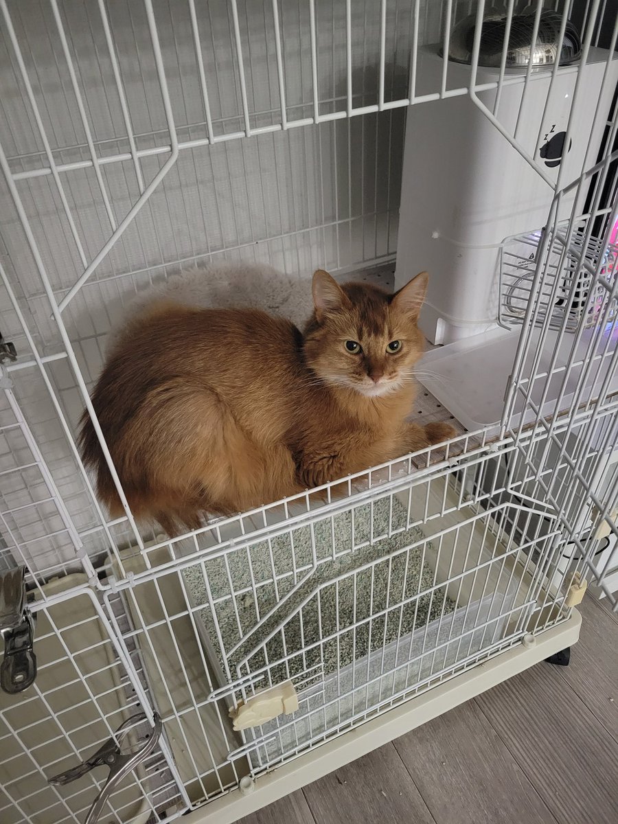 chipie0826's tweet image. 療法食ばかり食べている猫ちゃんは 
弟のごはんの方が美味しいということに気づいたようである