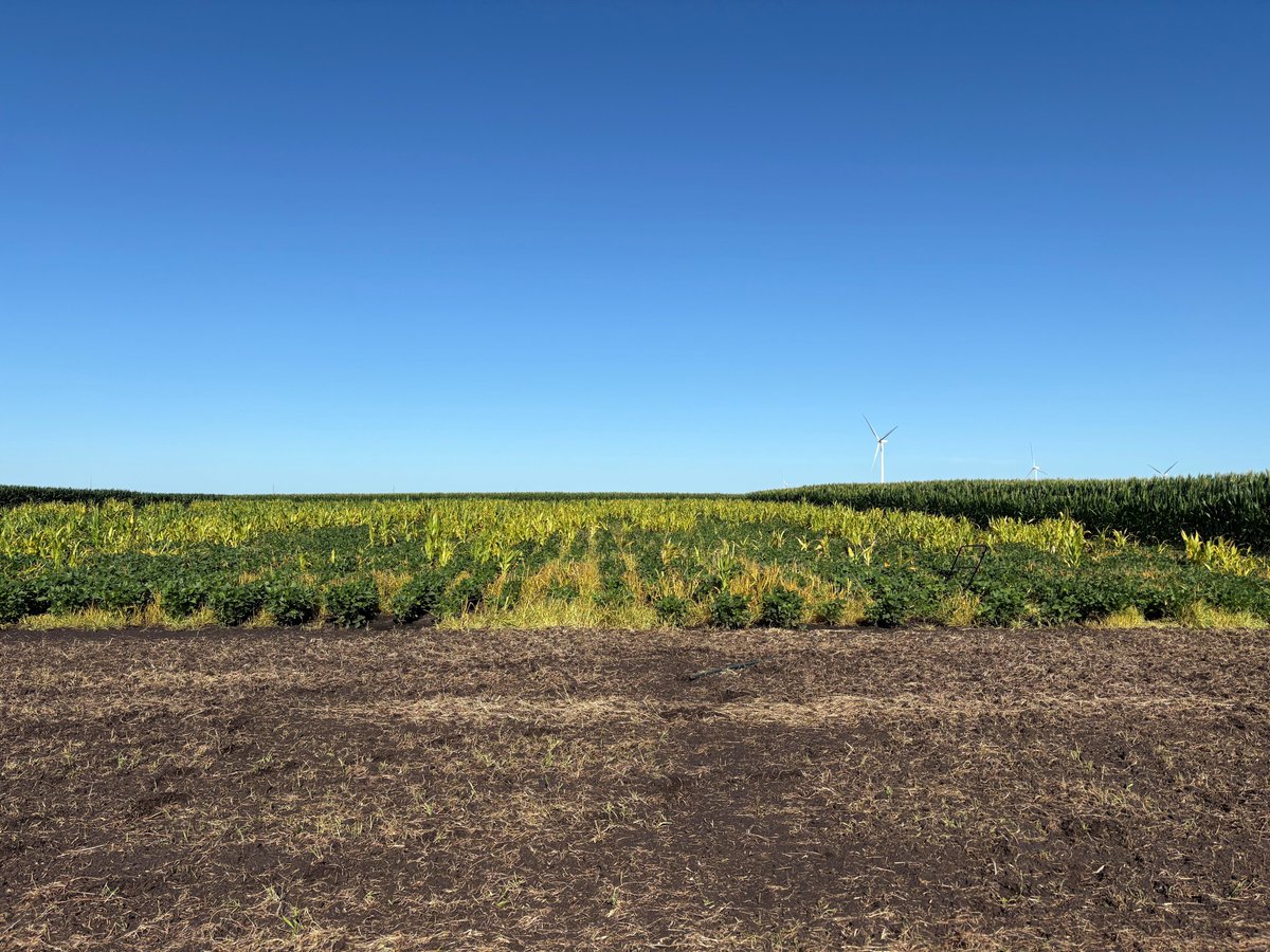 BurrusSeed's tweet image. From #BurrusSeed intern Kiley - &quot;With some grit, elbow grease, and a really sharp corn knife, we transformed this messy test plot into a clean display of Burrus soybean products!&quot;