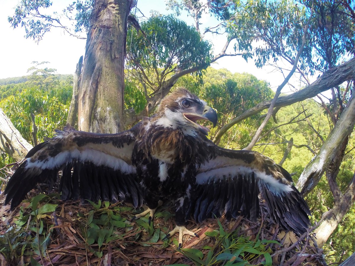 Fine‐scale spatial risk models to predict avian collisions with power lines - researchgate.net/publication/39…