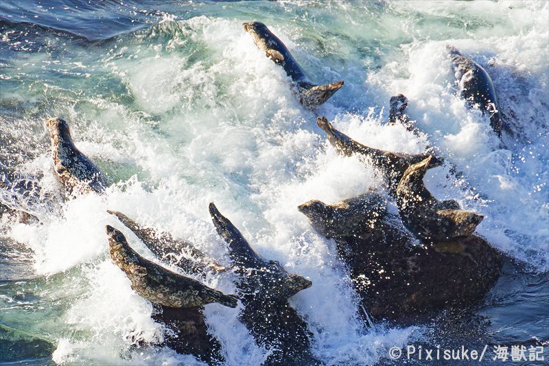 spottedseal1's tweet image. 本日、日本は #海の日 の祝日。海は海洋生物たちのゆりかごであり、つまりはアザラシの日でもあります🦭
今日の写真はゆりかごの波に翻弄される野生のゼニガタアザラシの群れです🌊
#アザラシ #滝登り