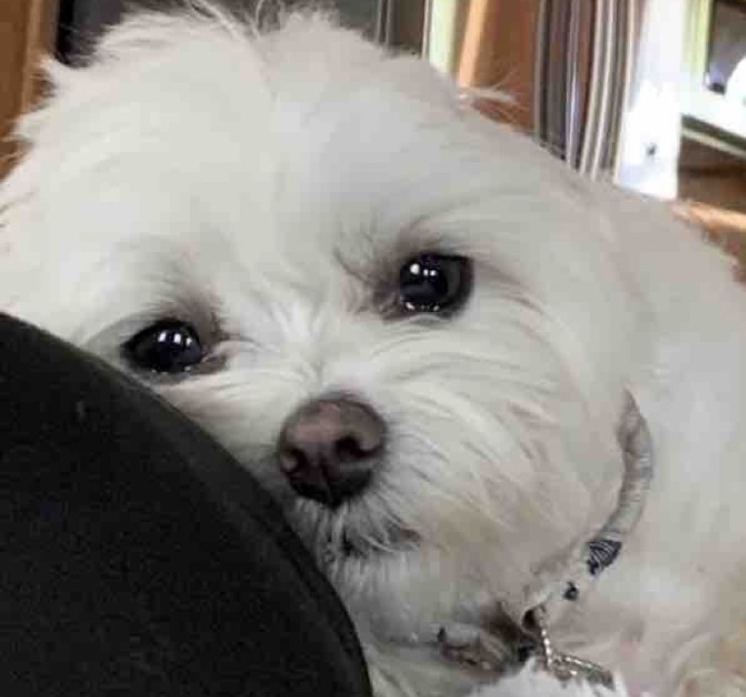 Me siento como este perrito.