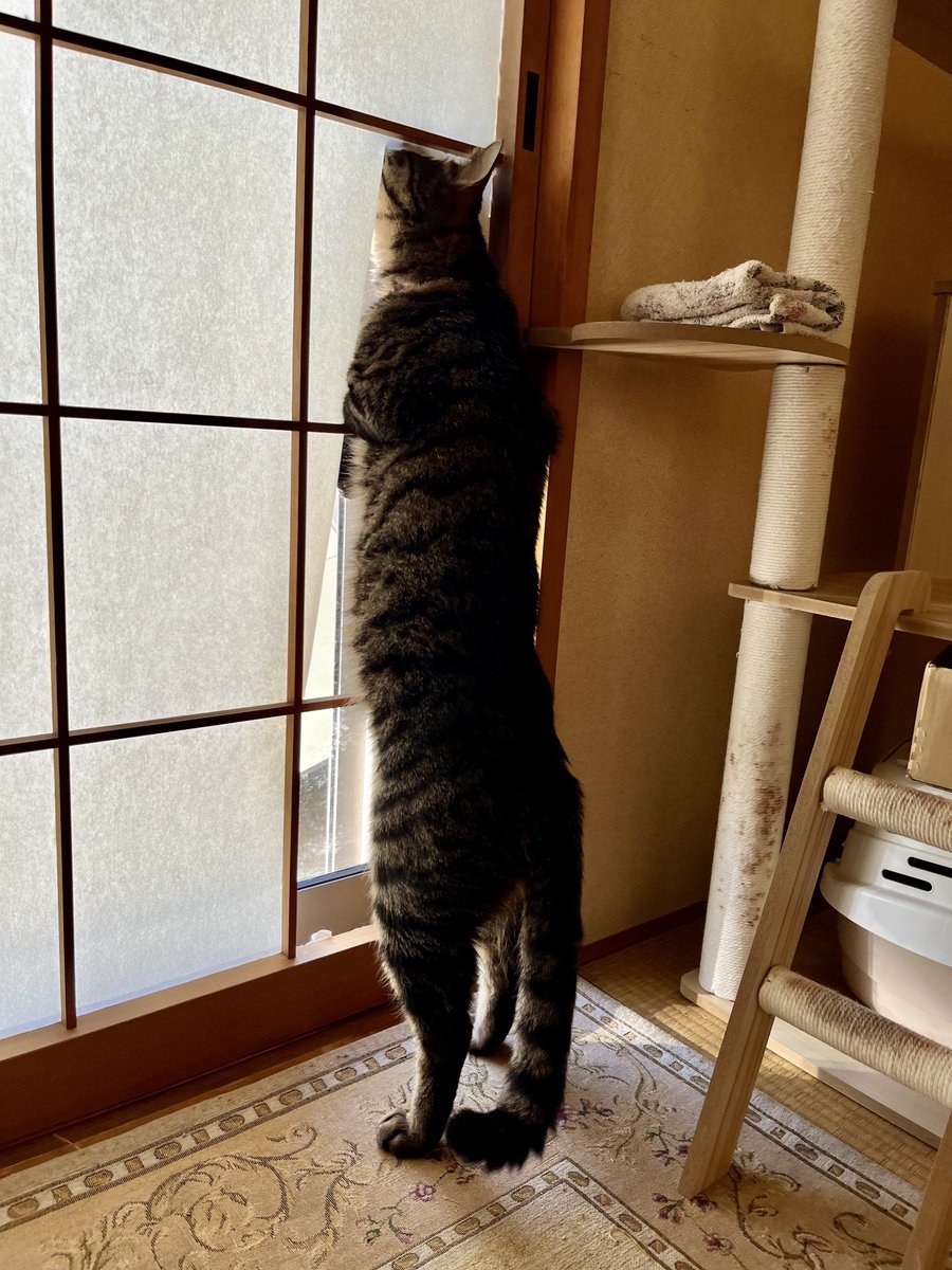 hmm139's tweet image. もう 好きにしてくれていい事にした
