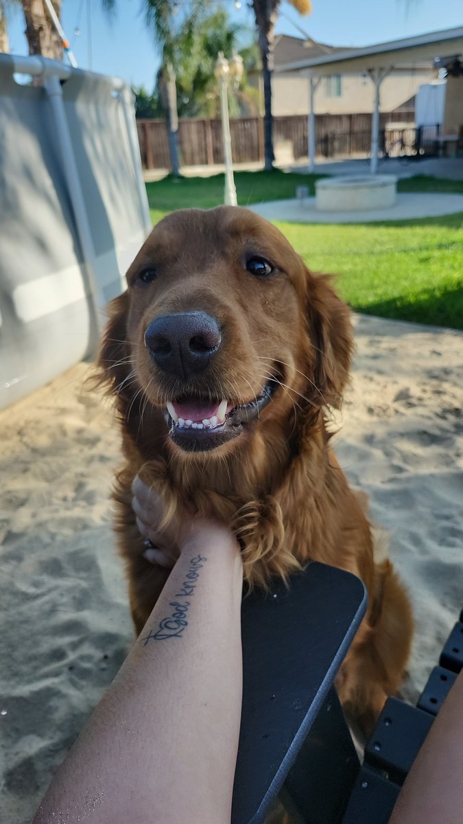 PackersEla's tweet image. Cooper and I chilling in our backyard 🐾🏡🌞 #SummerDays #Cooper #GoldenRetriever
