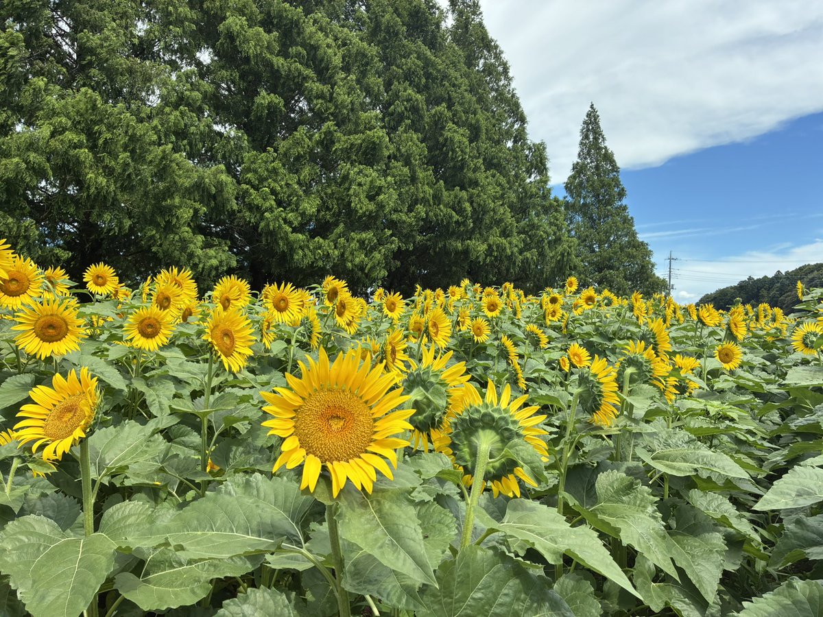 GoCo_TaMaGoS's tweet image. 夏はウルトラアチチだけどひまわりもあるし塩分が美味いのでヨシ！！