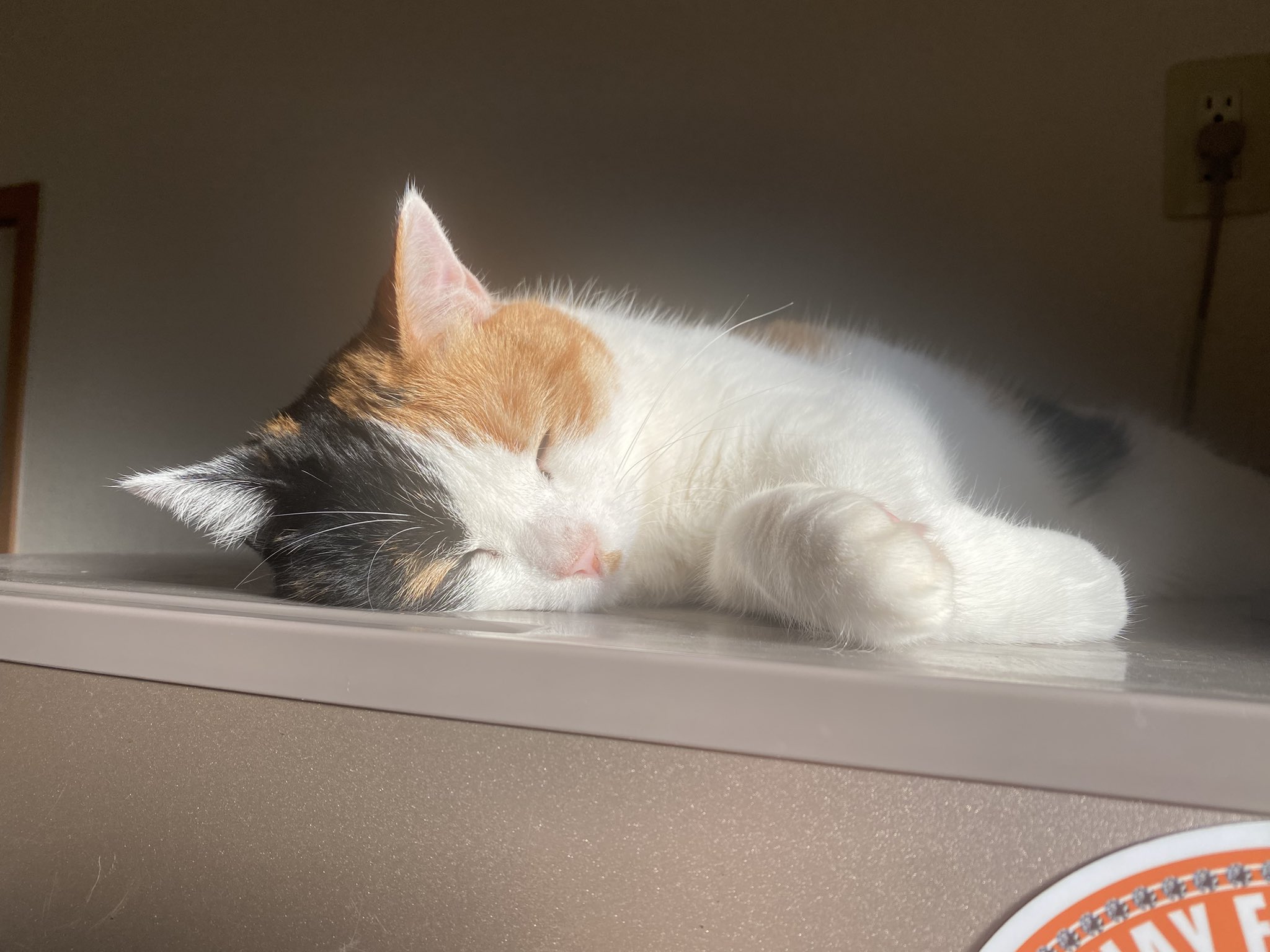 はなねこ BT05-44-P_1200x1200.jpg?v=