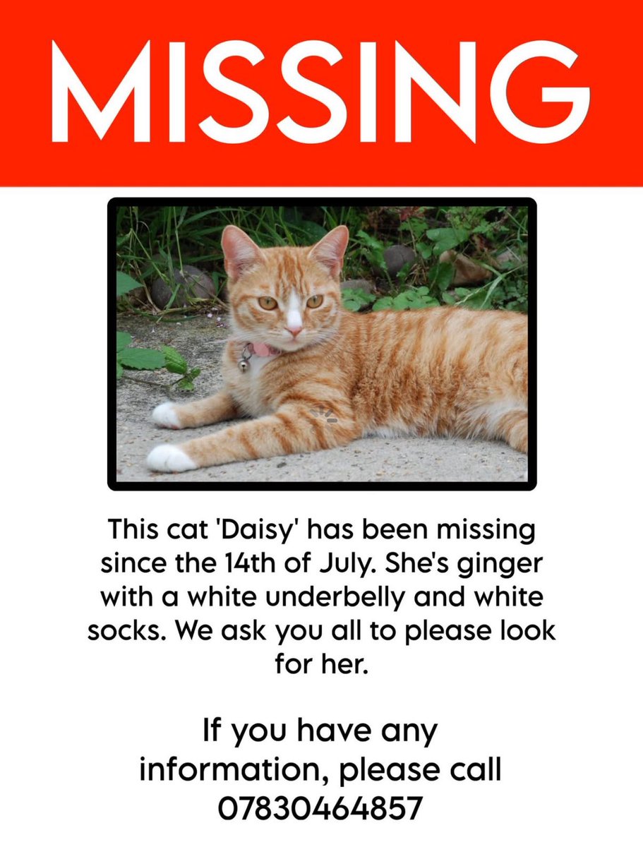 satoruzii's tweet image. This is Daisy.
Daisy has been missing for one week and it’s shattered me to my core. Been looking for her every day, every hour. I am desperately asking for your help.
If you have any information, please contact me directly or number below.
Havering Gardens.
Thanks