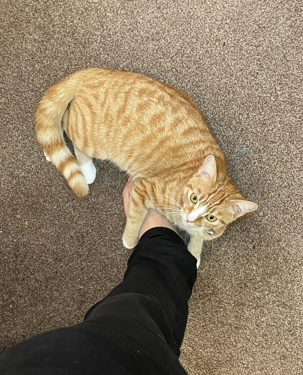 satoruzii's tweet image. This is Daisy.
Daisy has been missing for one week and it’s shattered me to my core. Been looking for her every day, every hour. I am desperately asking for your help.
If you have any information, please contact me directly or number below.
Havering Gardens.
Thanks